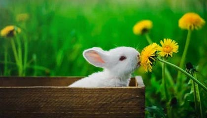 开云电竞登录-赛制变革解析：新规则对比赛策略的影响，比赛规则解读