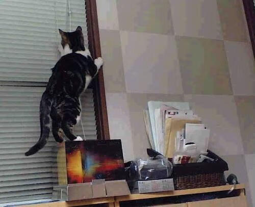 开云在线直播-日本男足展现高速反击能力,日本男足 知乎