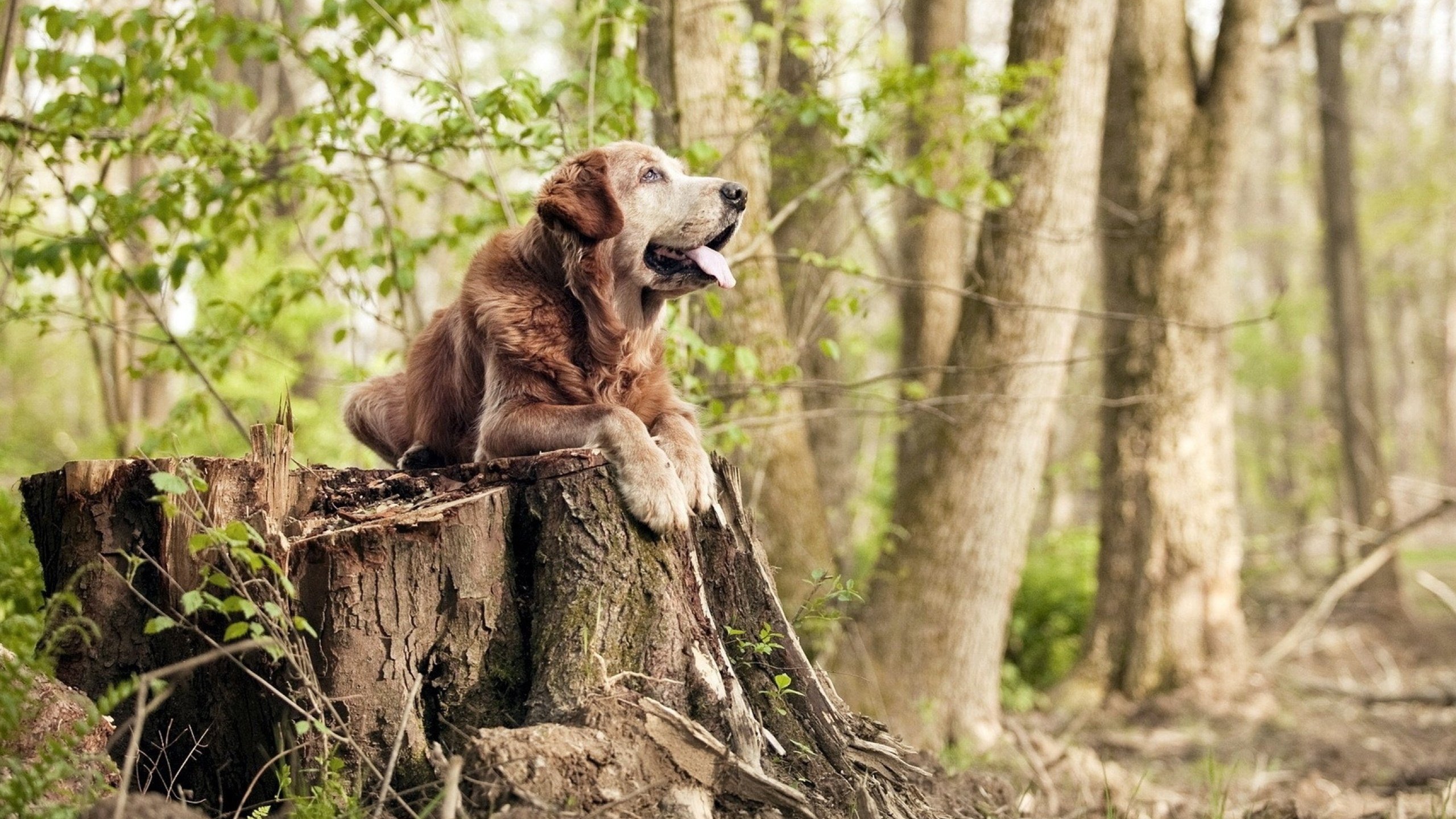 开云入口-NBA赛季盖帽效率提升,nba季后赛盖帽榜百度百科