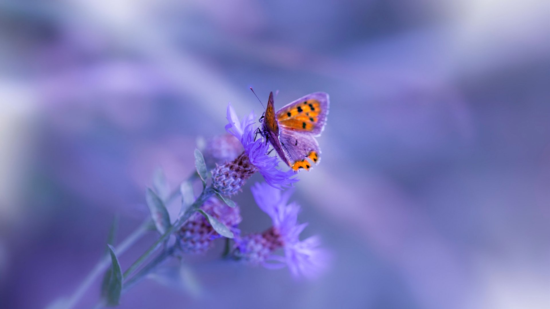 开云官网APP下载-全运会火炬传递展示地方特色，全运会火炬的火种来自哪里