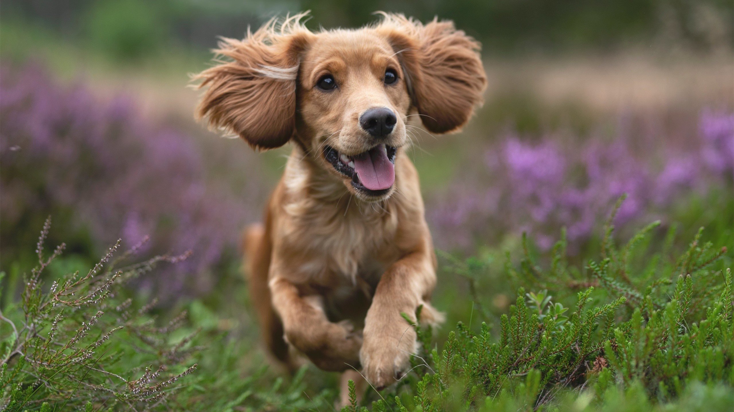 开云官网登录-自由式滑雪训练加强技术流再成主流，自由式滑雪动作术语