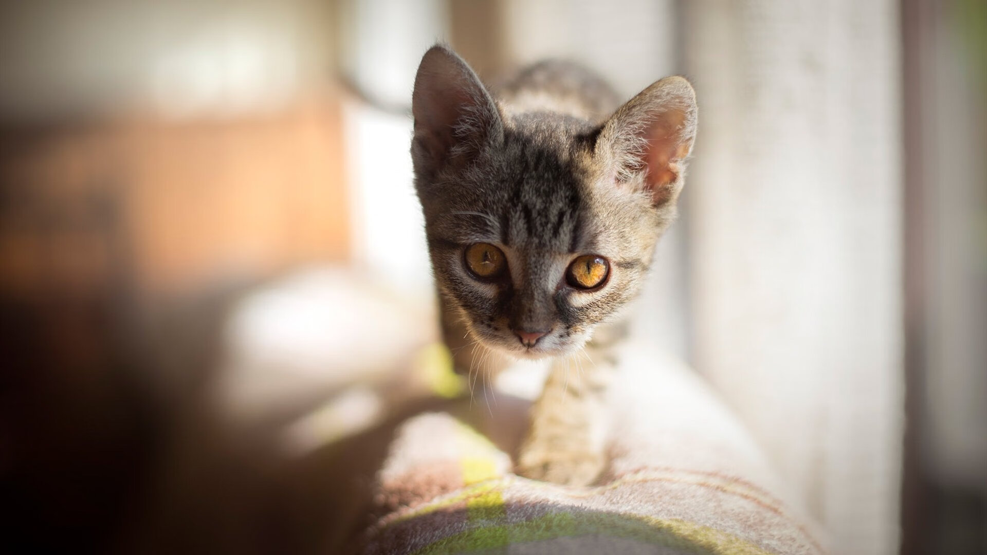 开云下载-花样滑冰比赛增设创意动作展示环节,花样滑冰比赛内容