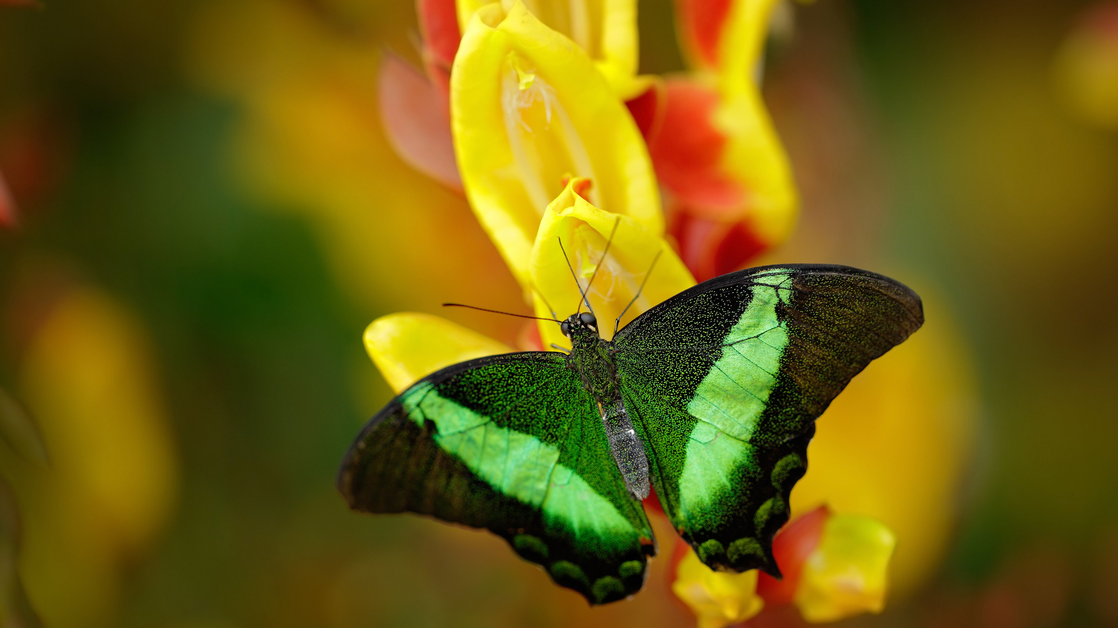 kaiyun.com-阿森纳边中结合打出犀利配合,阿森纳 边锋