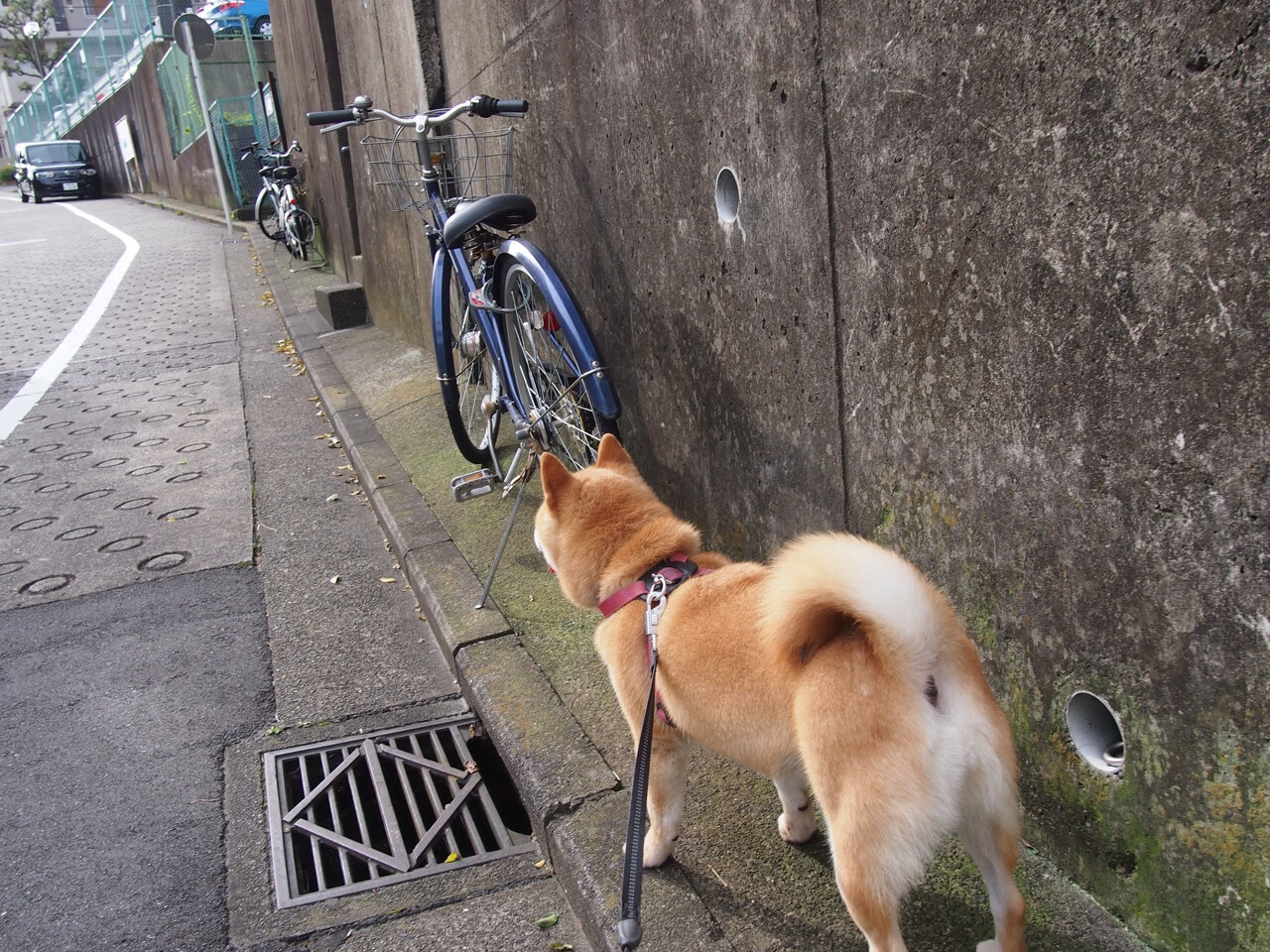 开云官方网页登录-大卫·波波维奇决赛表现成焦点话题，大卫波莱
