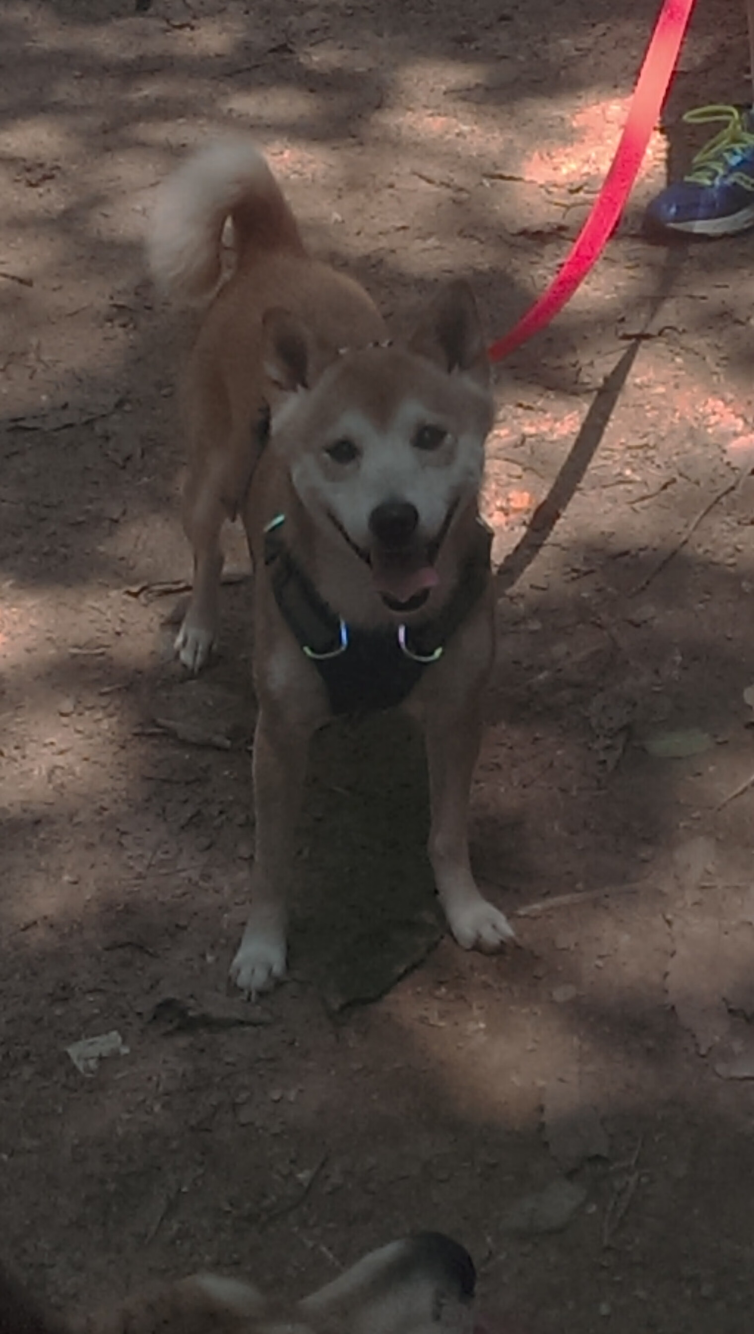 开云全站-英超战火连天:场场精彩,悬念满满!,英超联赛战报
