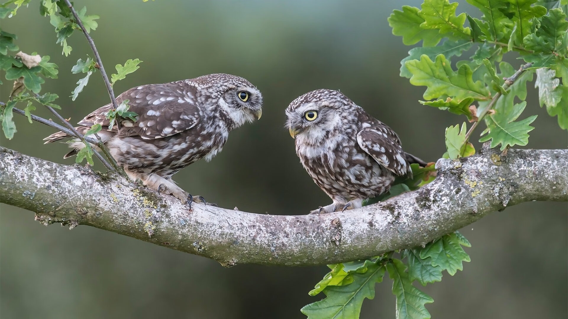 开云APP-高校篮球联赛试点区域交叉赛制提升比赛观赏性，篮球比赛交叉淘汰赛